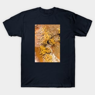 Yellow Sea Weed Growing In Shallow Rock Pool T-Shirt